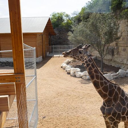 San Antonio Zoo - Spekboom Giraffe Lodge Extérieur photo