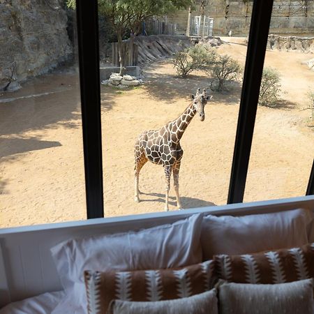 San Antonio Zoo - Spekboom Giraffe Lodge Extérieur photo