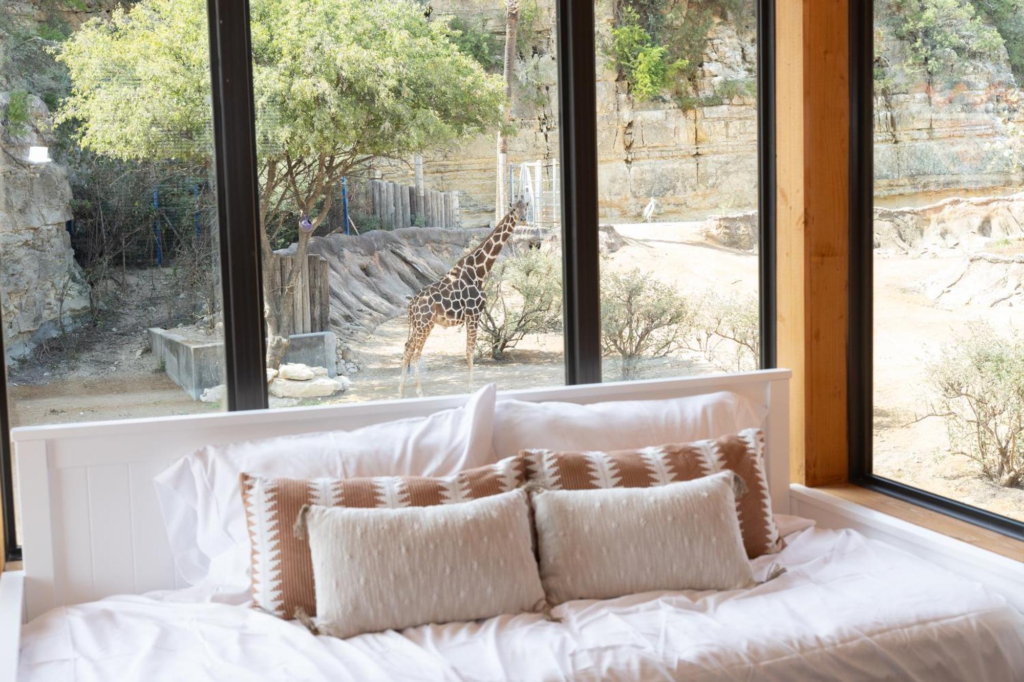 San Antonio Zoo - Spekboom Giraffe Lodge Extérieur photo