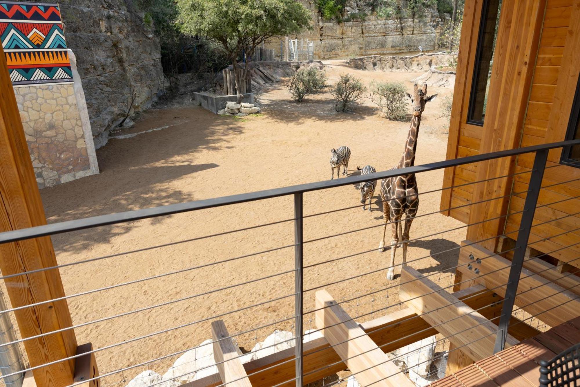 San Antonio Zoo - Spekboom Giraffe Lodge Extérieur photo