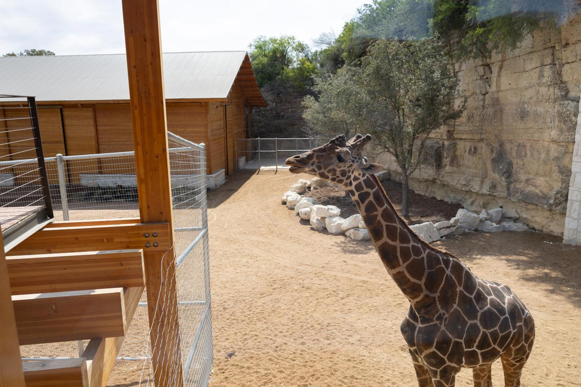 San Antonio Zoo - Spekboom Giraffe Lodge Extérieur photo