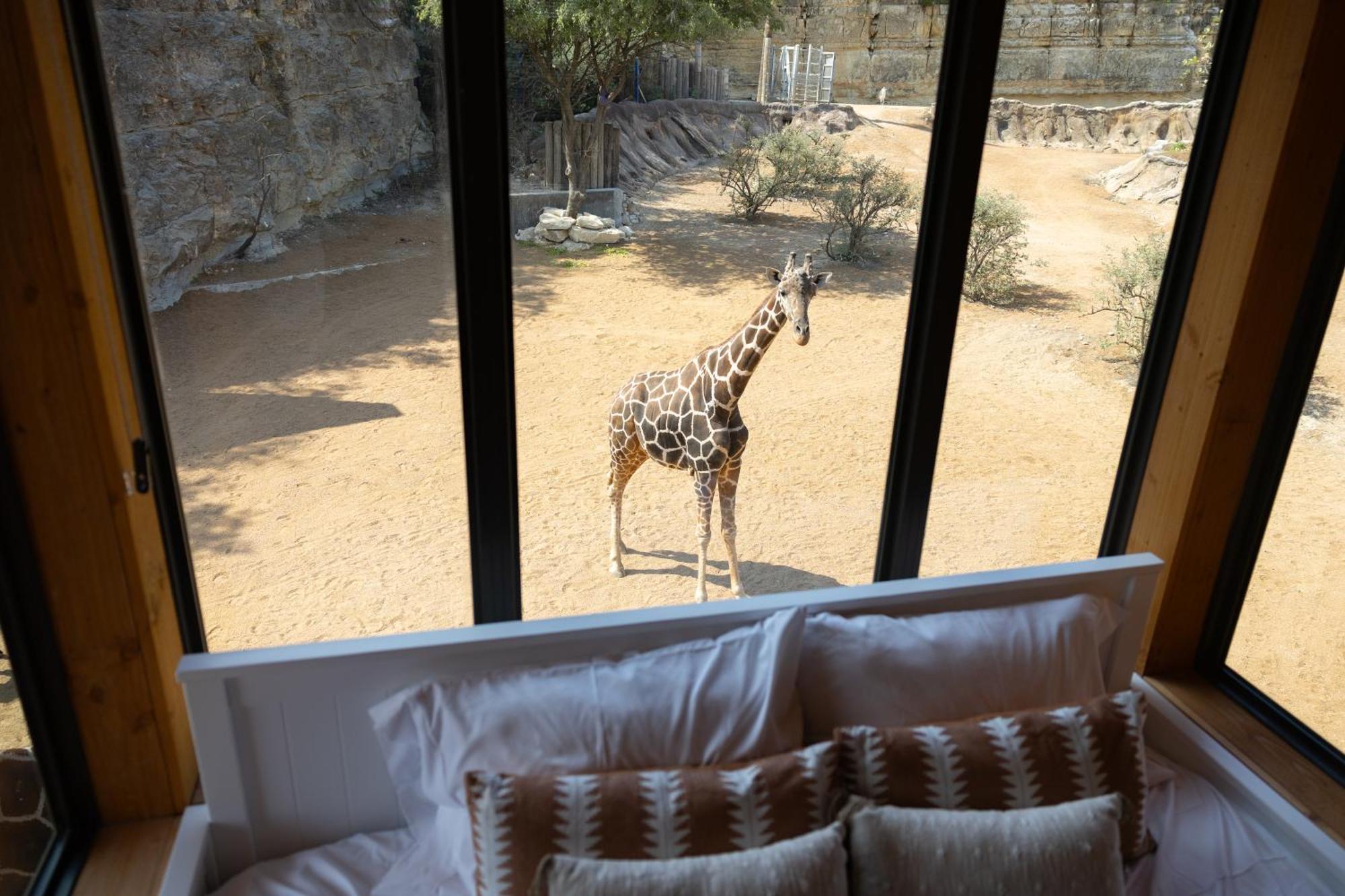 San Antonio Zoo - Spekboom Giraffe Lodge Extérieur photo