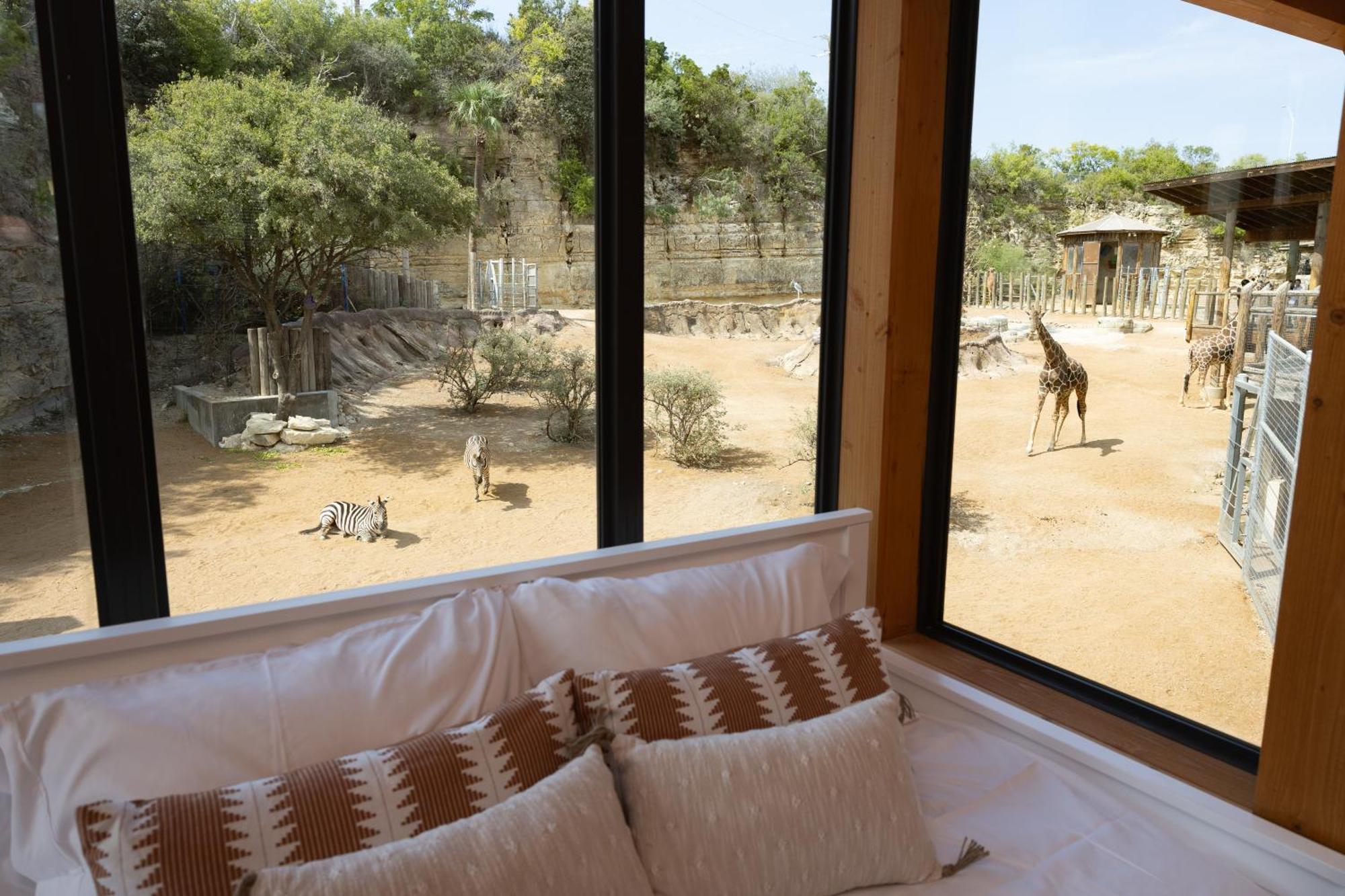 San Antonio Zoo - Spekboom Giraffe Lodge Extérieur photo