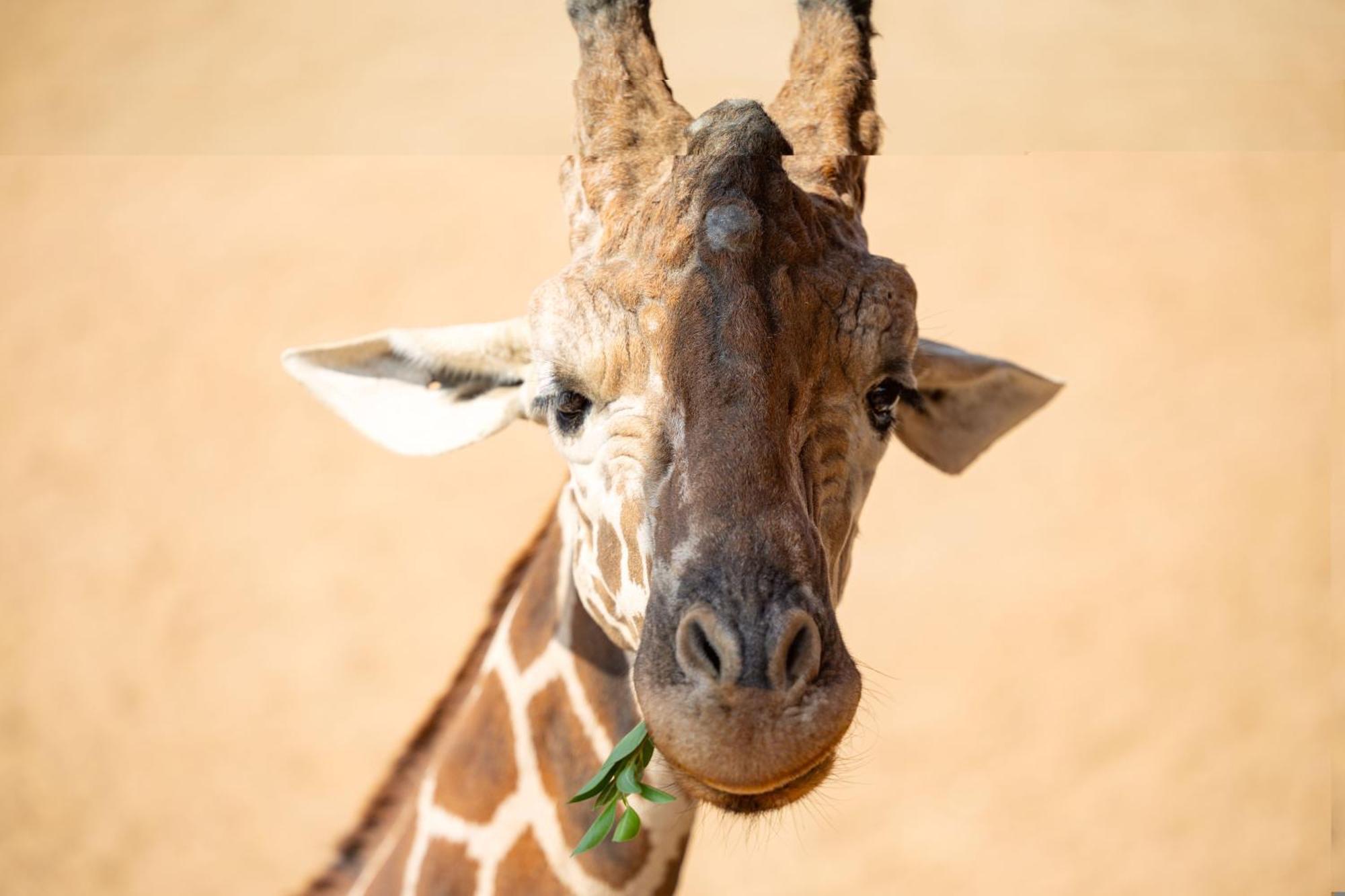 San Antonio Zoo - Spekboom Giraffe Lodge Extérieur photo